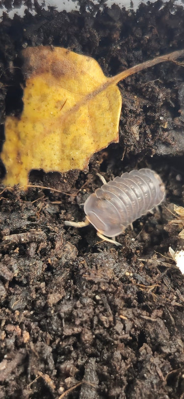 cubaris piggy isopods